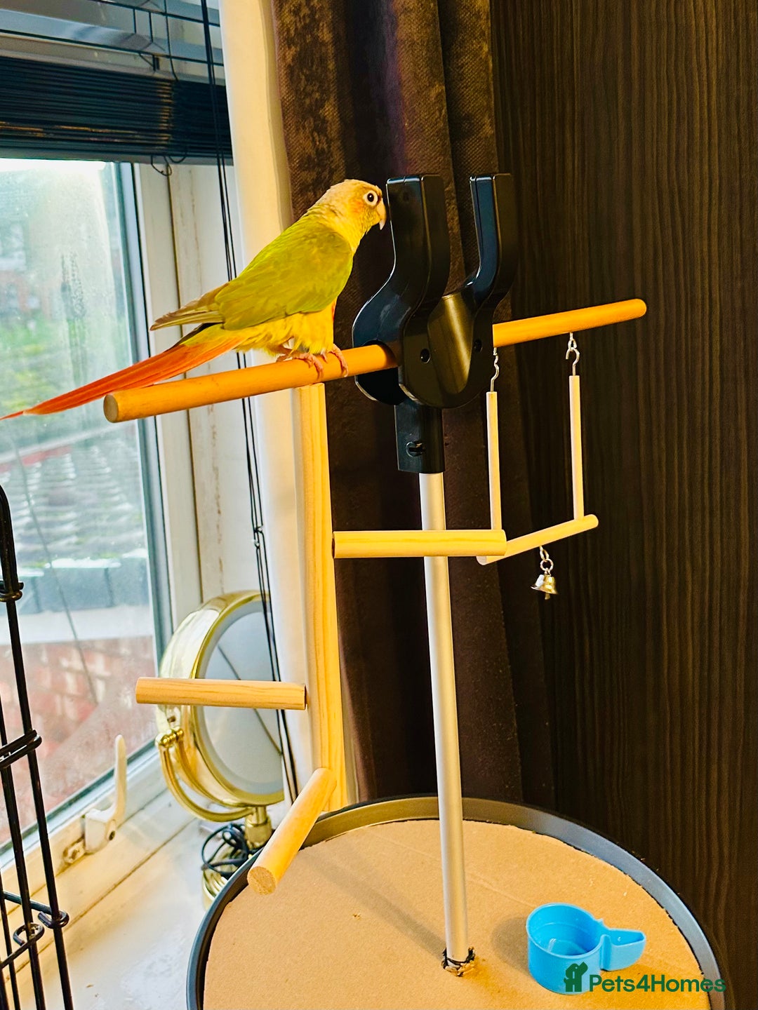 Conures birds for sale: Green-cheeked Conure  - Advert 3