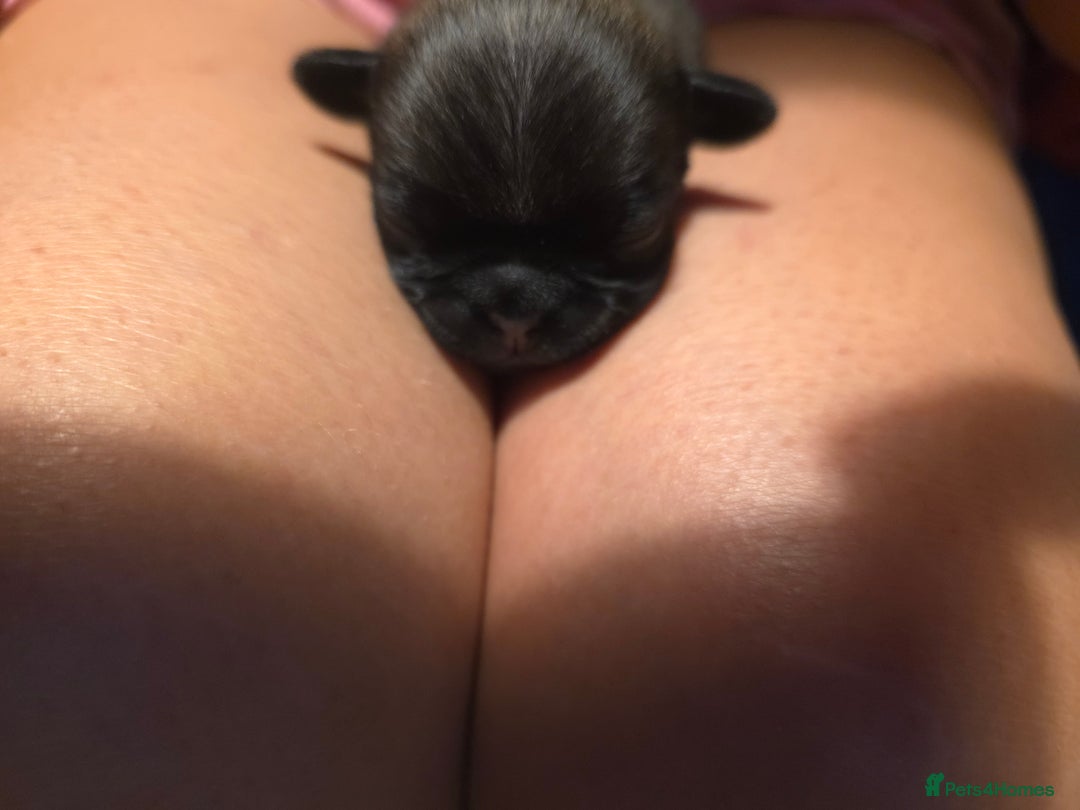 Pug dogs for sale: KC Pug puppies 4 girls 3 boys - Image 20