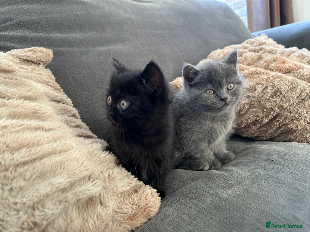 British Shorthair cats for sale: 2 female british shorthair kittens ready to go  - Advert 3