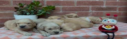 Golden Retriever dogs for sale: HEALTH TESTED PEDIGREE KC GOLDEN RETRIEVER PUPPIES - Advert 4