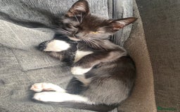 Mixed Breed cats for sale: Last kitten remaining💙💙 - Image 6