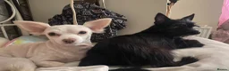 Chorkie dogs for sale: Little boy Chihuahua mix - Advert 4
