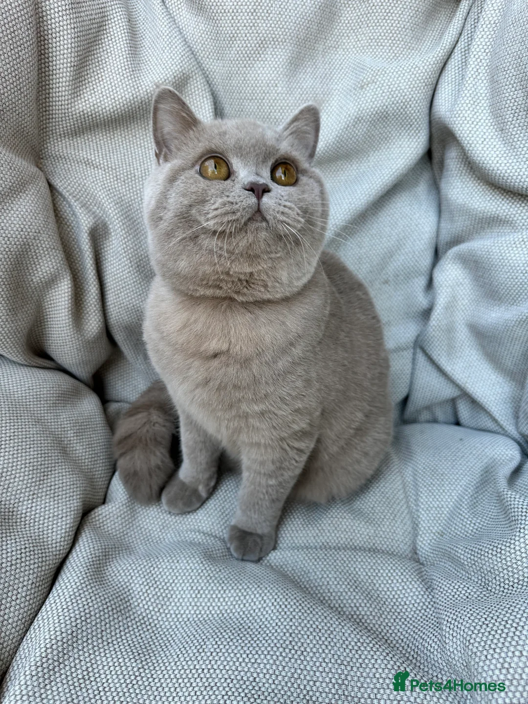 British Shorthair cats for sale: Ready British Shorthair Chunky Kittens - Advert 29