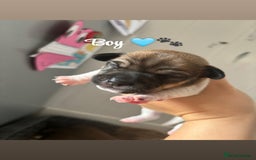 Jack Russell dogs for sale: Jack Russell pups - Image 3