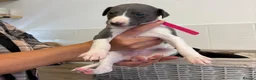 Whippet dogs for sale: Whippet puppies  - Advert 24