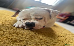 American Bulldog dogs for sale: 3year old Male American bulldog  - Image 2