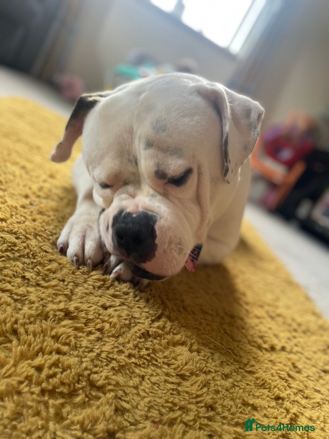 American Bulldog dogs for sale: 3year old Male American bulldog  - Image 2