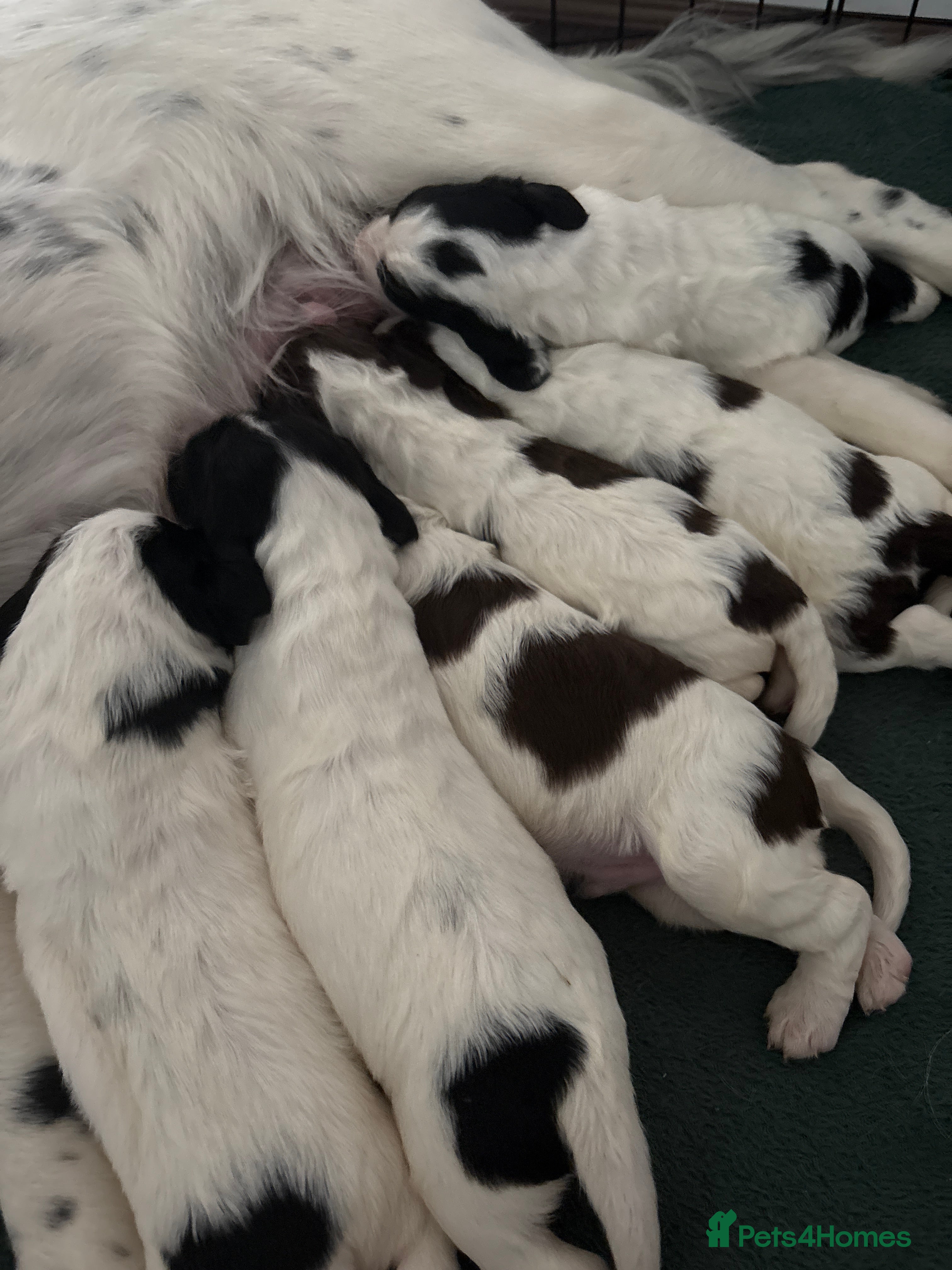 English Springer Spaniel dogs For sale - Advert 5