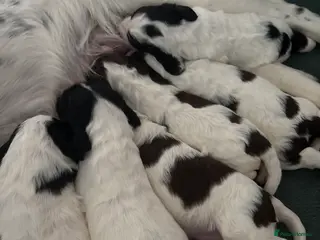 English Springer Spaniel dogs For sale - Advert 2