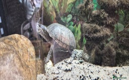 Terrapin reptiles for sale: Musk turtle to good home - Image 1