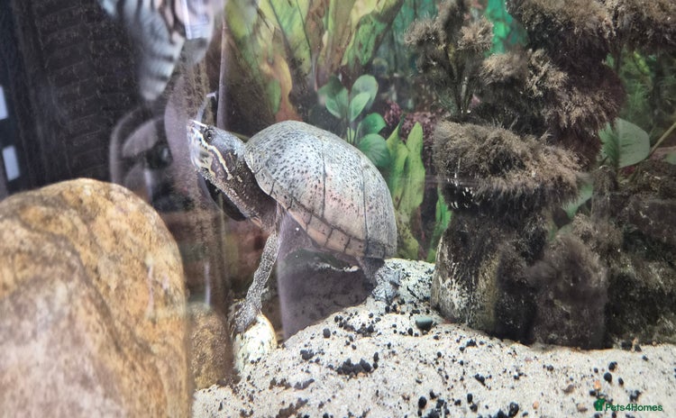 Terrapin reptiles - Advert 1