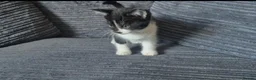 Mixed Breed cats for sale: Gorgeoeus mixed Breed kittens - Advert 3