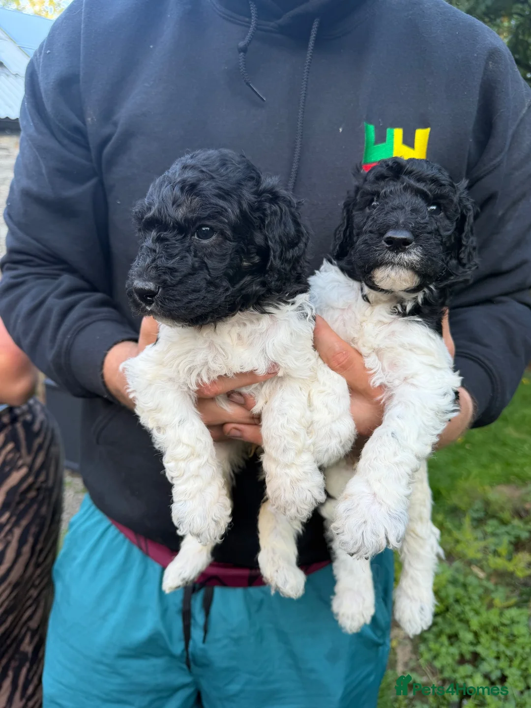Labradoodle dogs for sale: Beautiful unique phantom/parti labradoodles - Advert 2