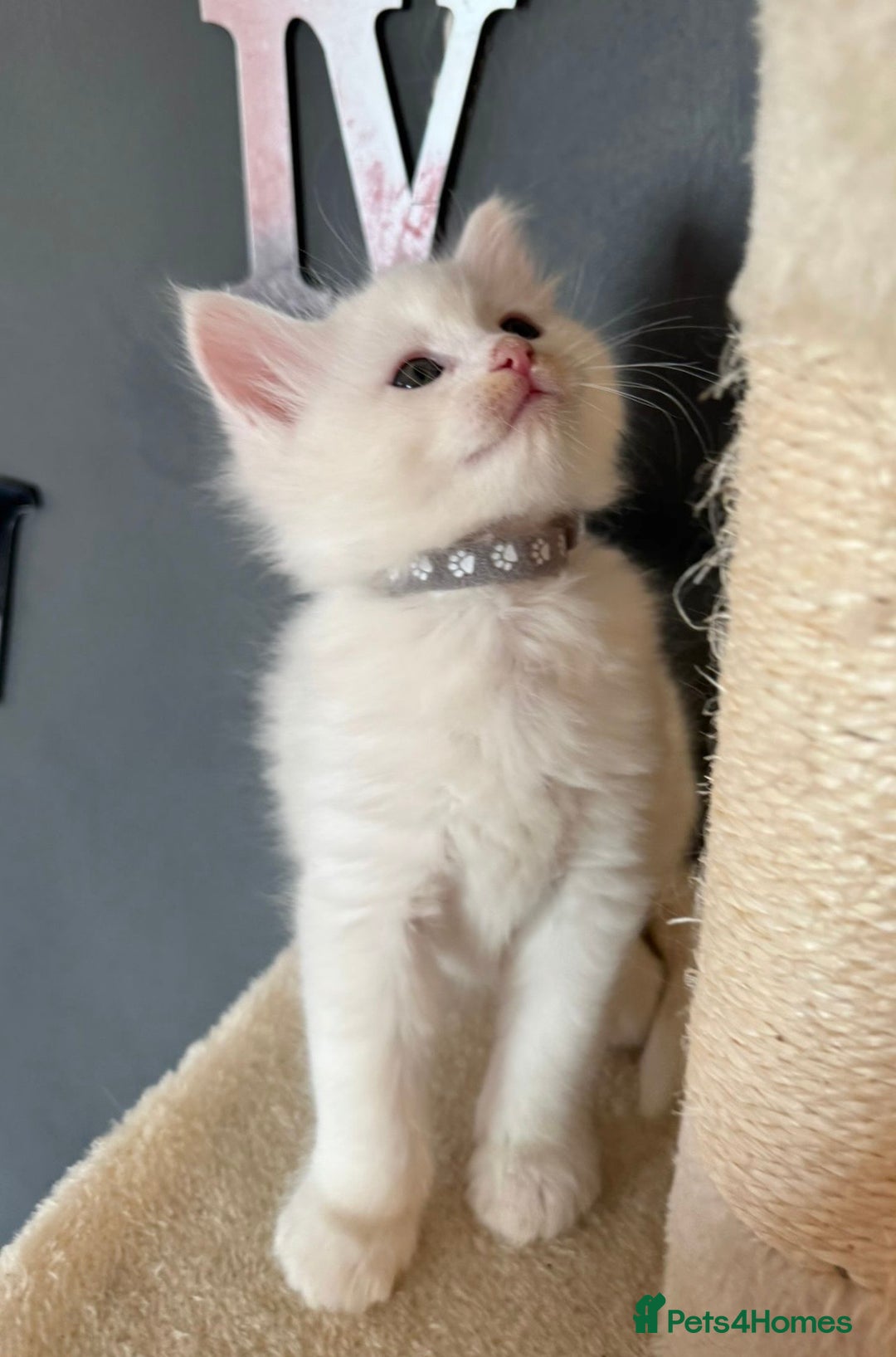 Mixed Breed cats for sale: Stunning Ragdoll x Maine Coon Kittens - Advert 3