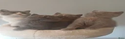 British Shorthair cats for sale: Ready to leave🐈‍⬛ - Advert 31