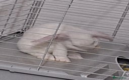English Lop rabbits for sale: Female white english lop - Image 7