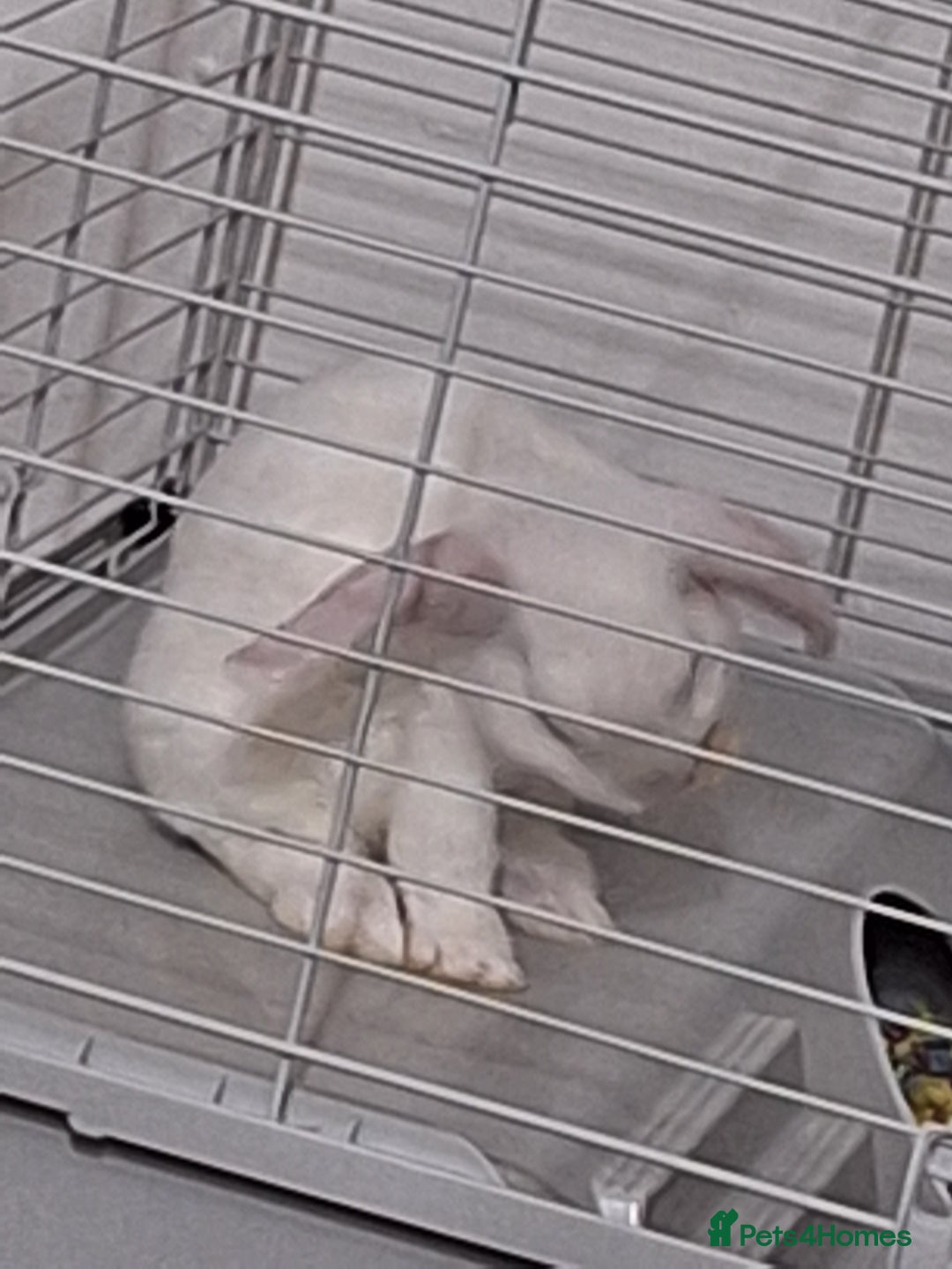 English Lop rabbits for sale: Female white english lop - Image 7