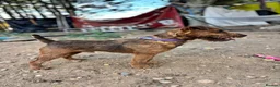 Lakeland Terrier dogs for stud: Red Lakeland for stud  - Advert 3
