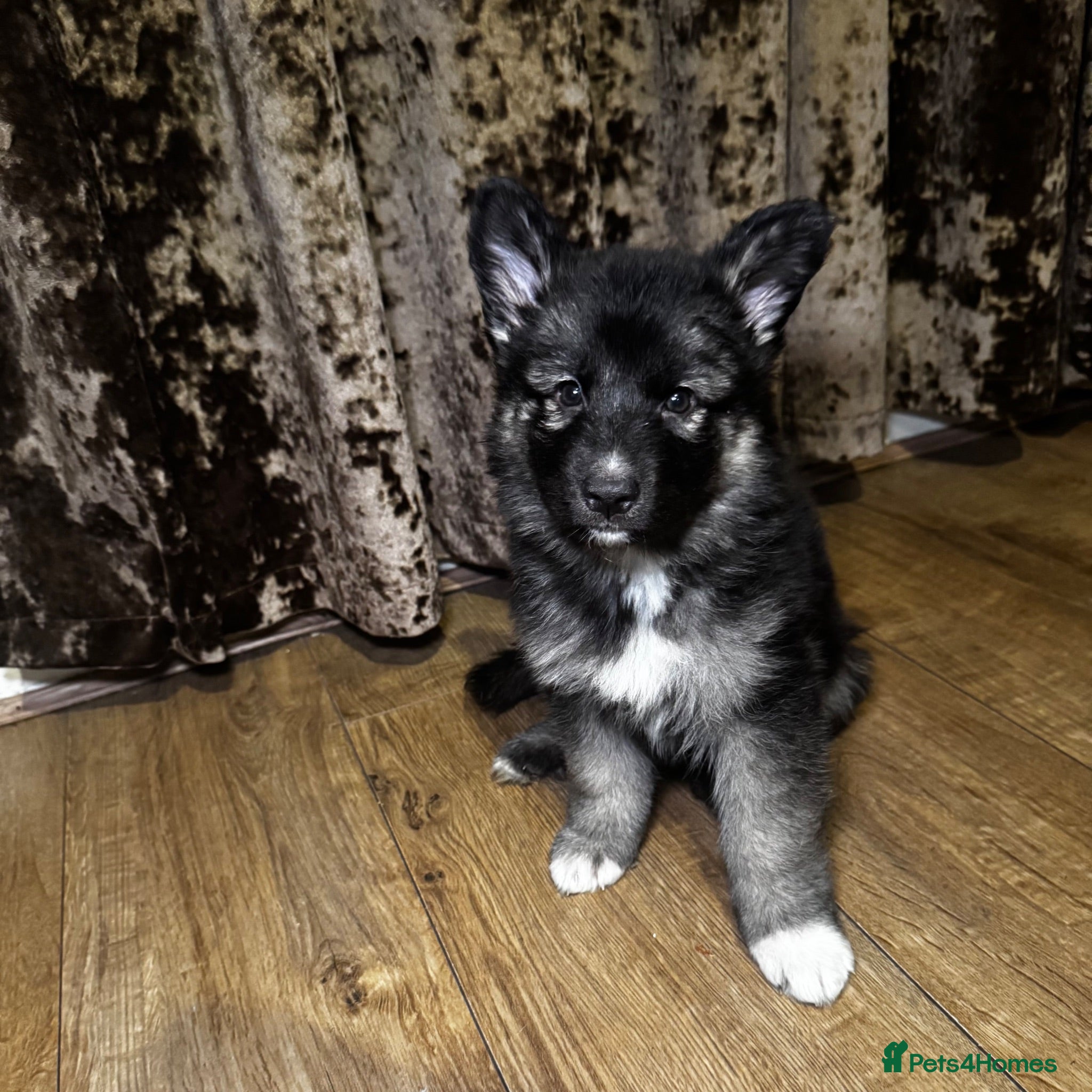 German Shepherd dogs 🐾 Stunning 8 Week Old German Shepherd Puppies 🐾 - Advert 4