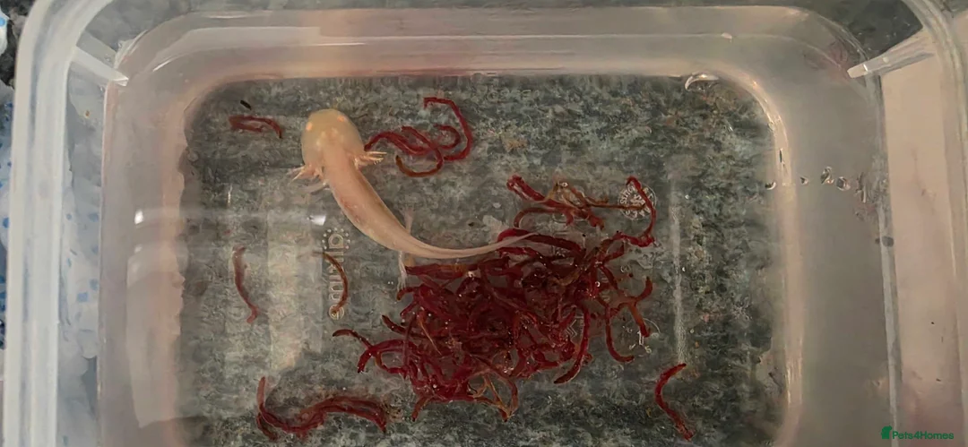 Axolotl reptiles for sale: Axololt Babies - Advert 2