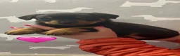 Rottweiler dogs for sale: Kc registered Rottweiler puppies - Advert 2