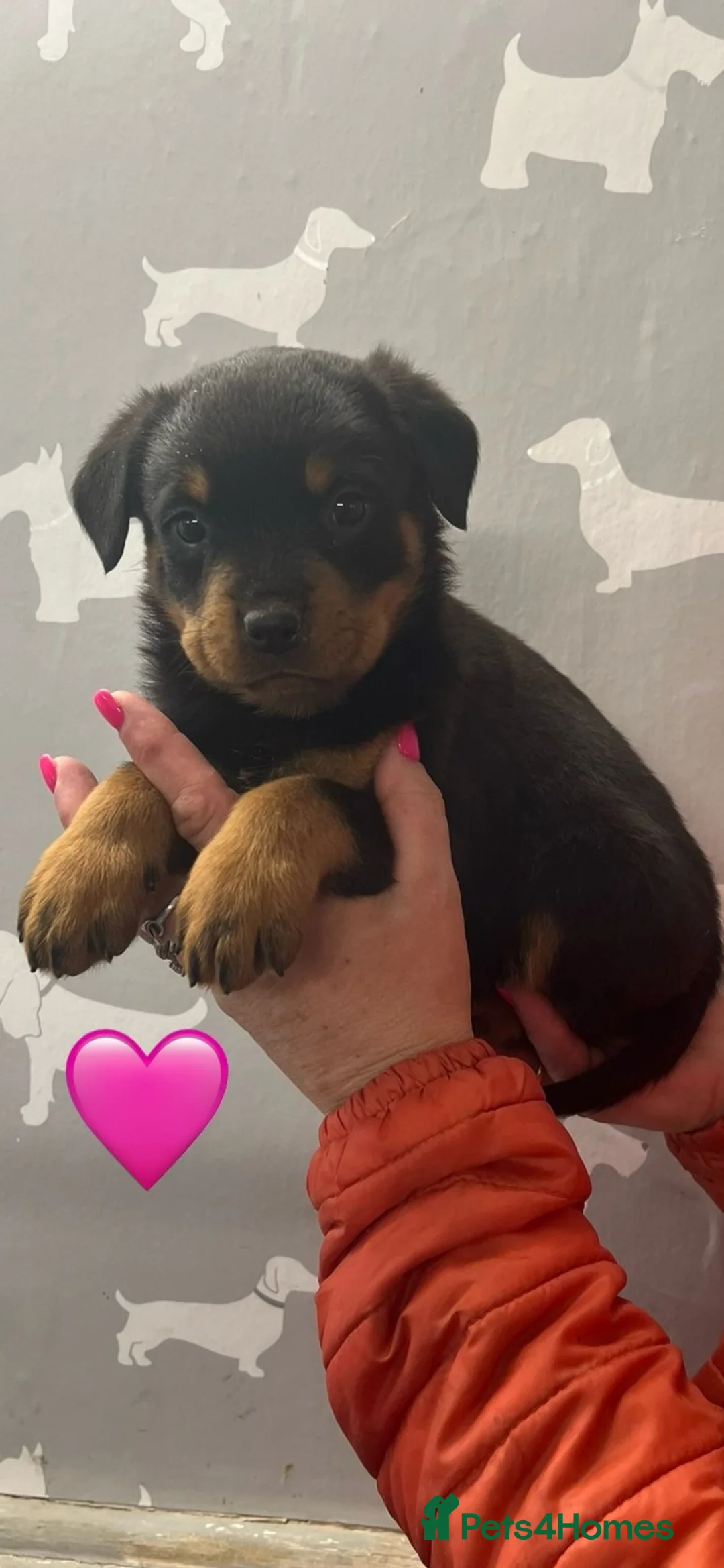 Rottweiler dogs for sale: Kc registered Rottweiler puppies - Advert 2