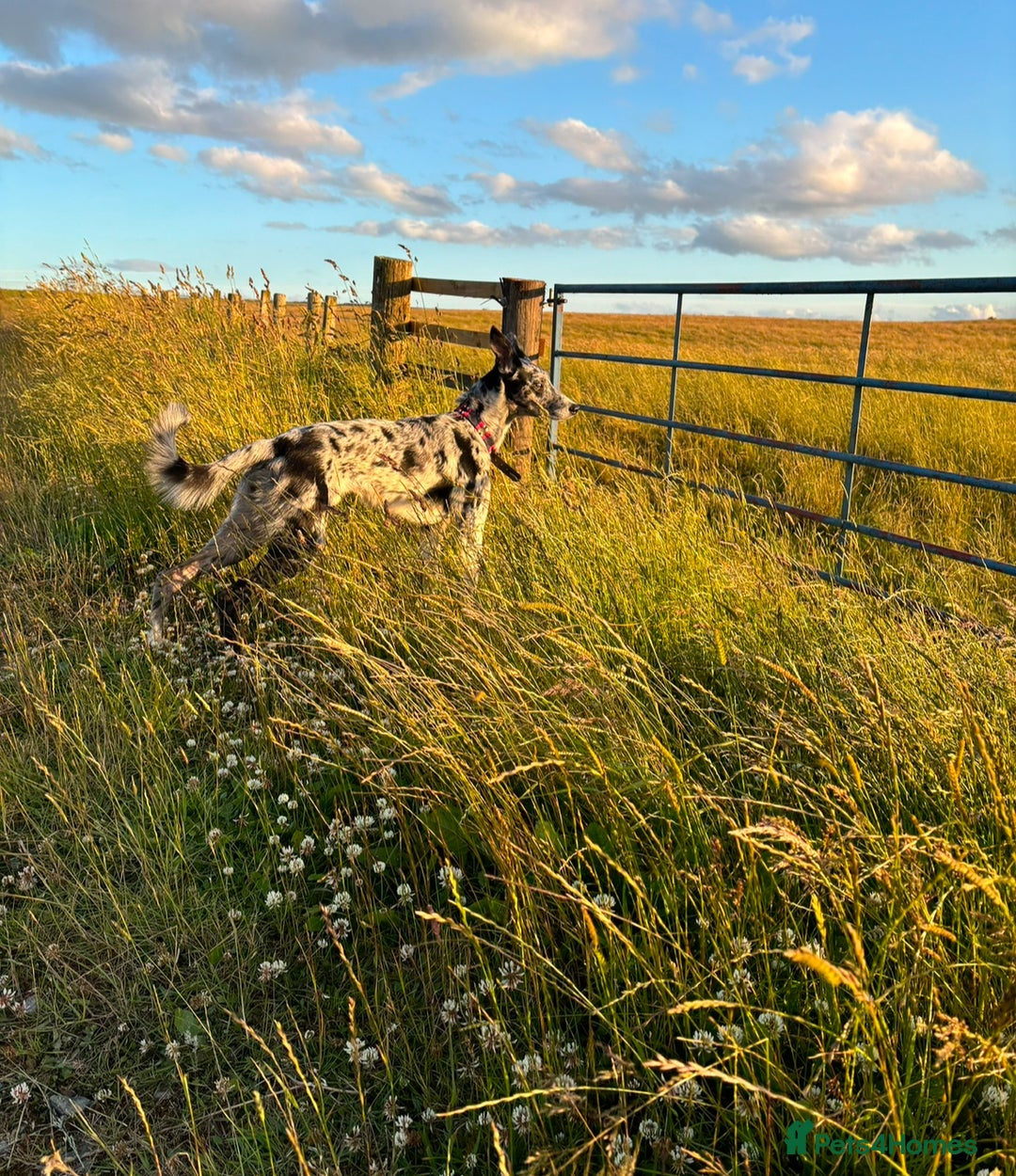 Deerhound dogs for stud: STUD  in Crook - Image 1