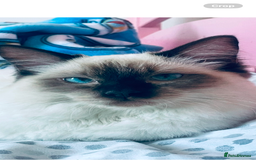 Ragdoll cats for stud: 🩵stormzy boy 🩵 - Image 2