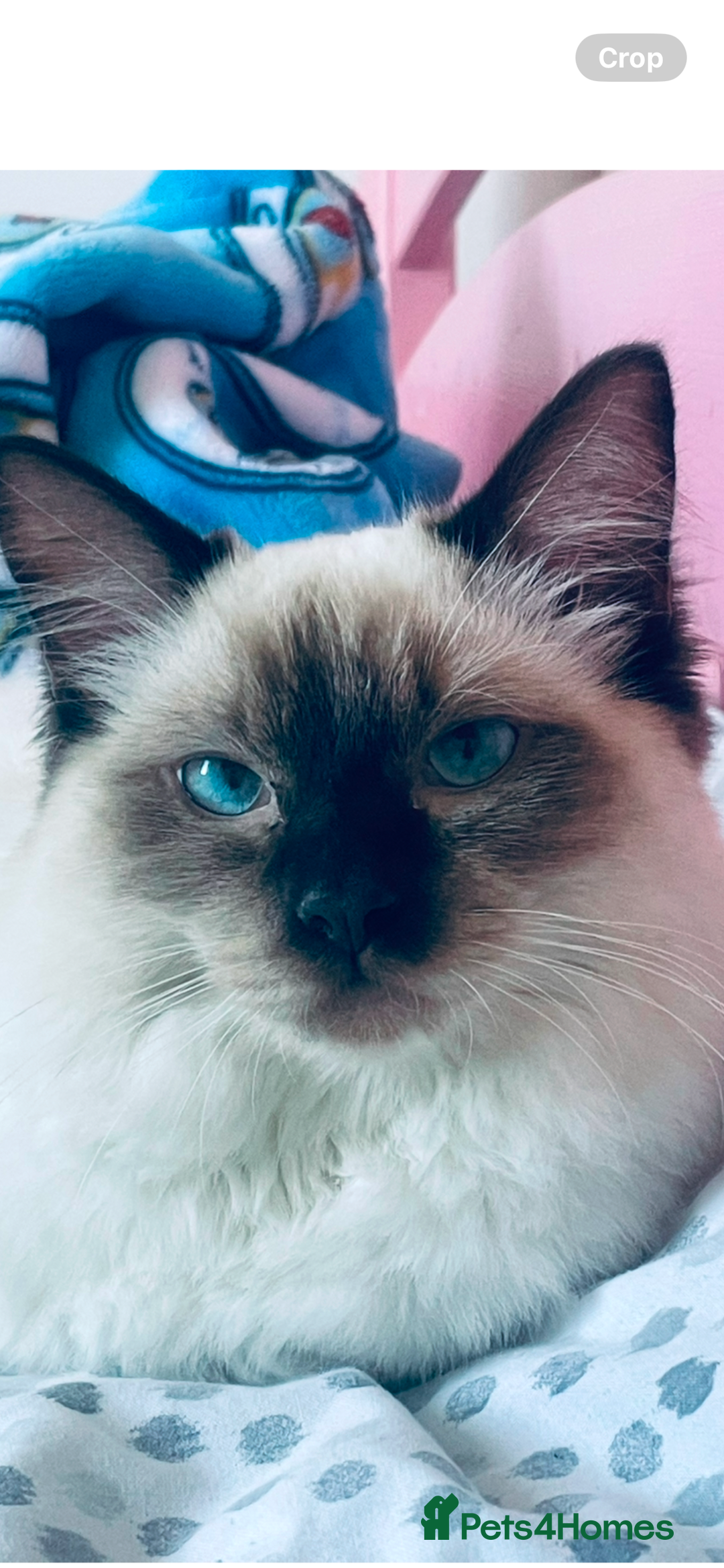 Ragdoll cats for stud: 🩵stormzy boy 🩵 - Image 2