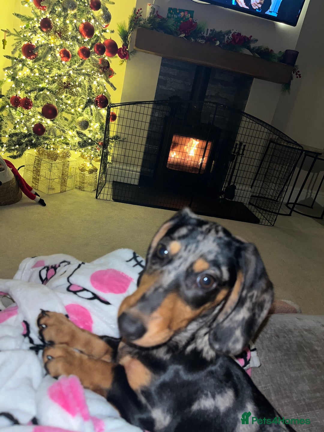 Miniature Dachshund dogs for sale: 4 month old gorgeous mini sausage  - Advert 3