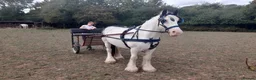 Irish Cob horses for sale: Ride & drive heavy cob  - Advert 9