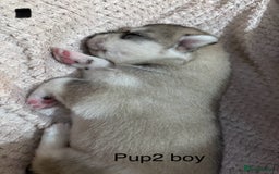 Utonagan dogs for sale: Siberian husky x malamute puppies - Image 11