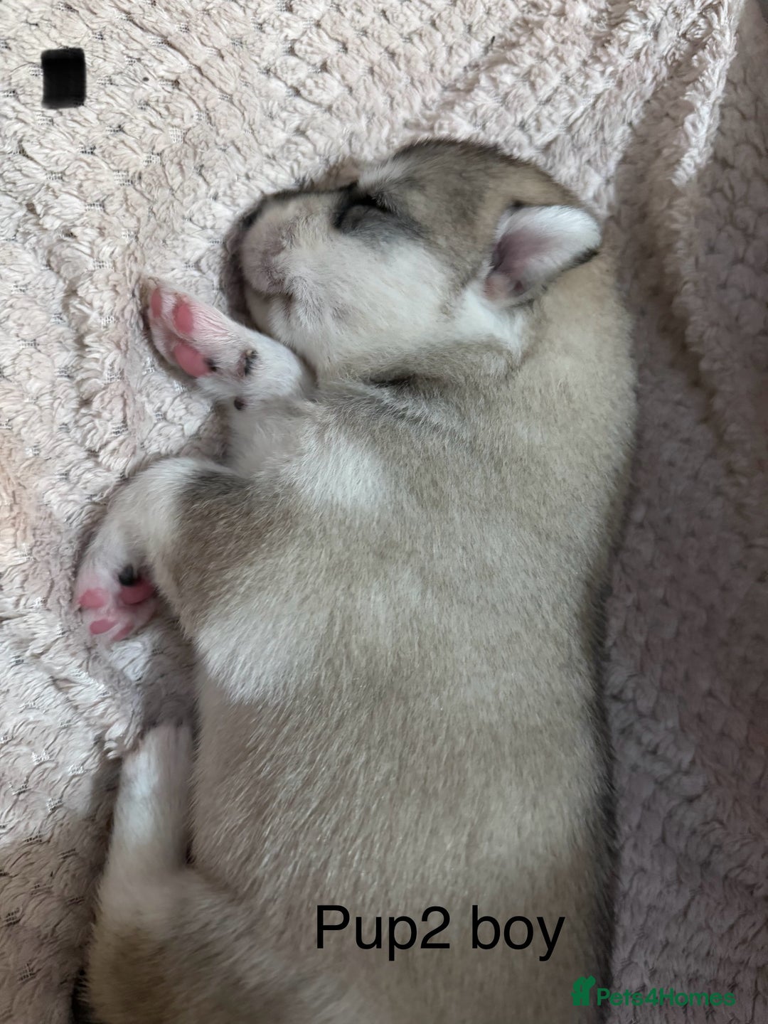 Utonagan dogs for sale: Siberian husky x malamute puppies - Image 11