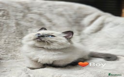 Ragdoll cats for sale: PURE RAGDOLL KITTENS 💜💙💚🤎 - Image 11