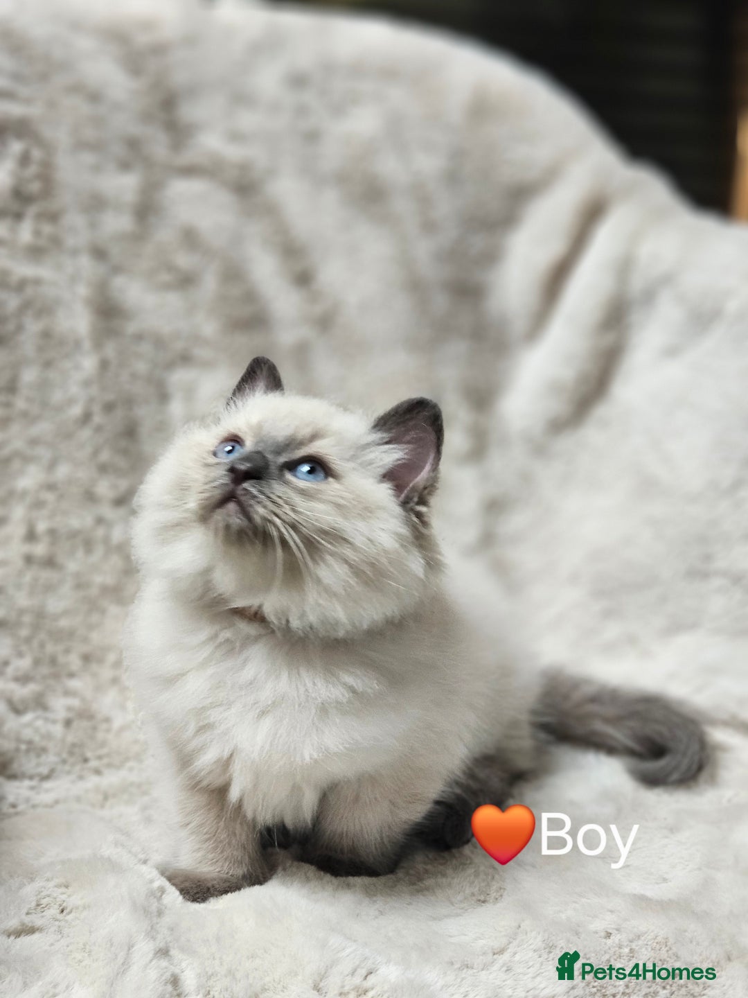 Ragdoll cats for sale: PURE RAGDOLL KITTENS 💜💙💚🤎 - Image 11