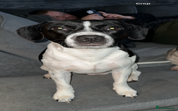 Mixed Breed dogs for sale: English Springer Spaniel Cross  - Image 7