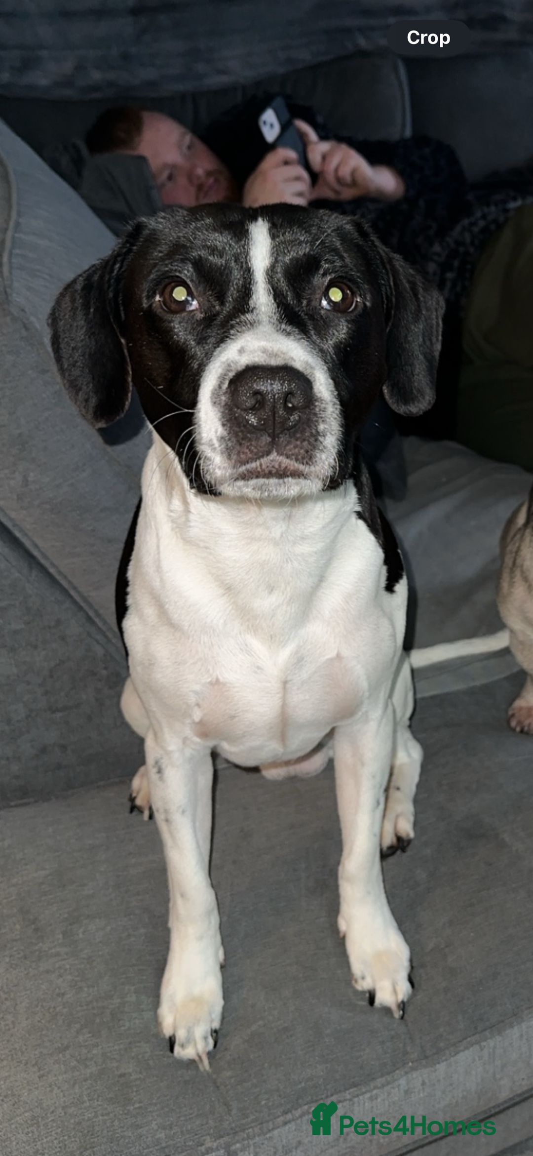 Mixed Breed dogs for sale: English Springer Spaniel Cross  - Image 7