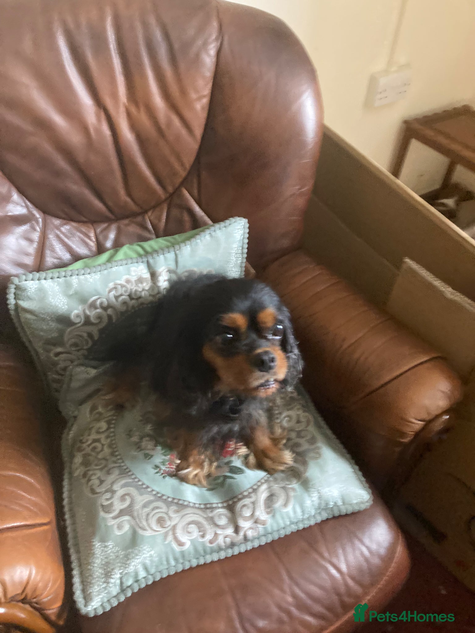 Mixed Breed dogs 3 lovely cava Jacks for sale  - Advert 1