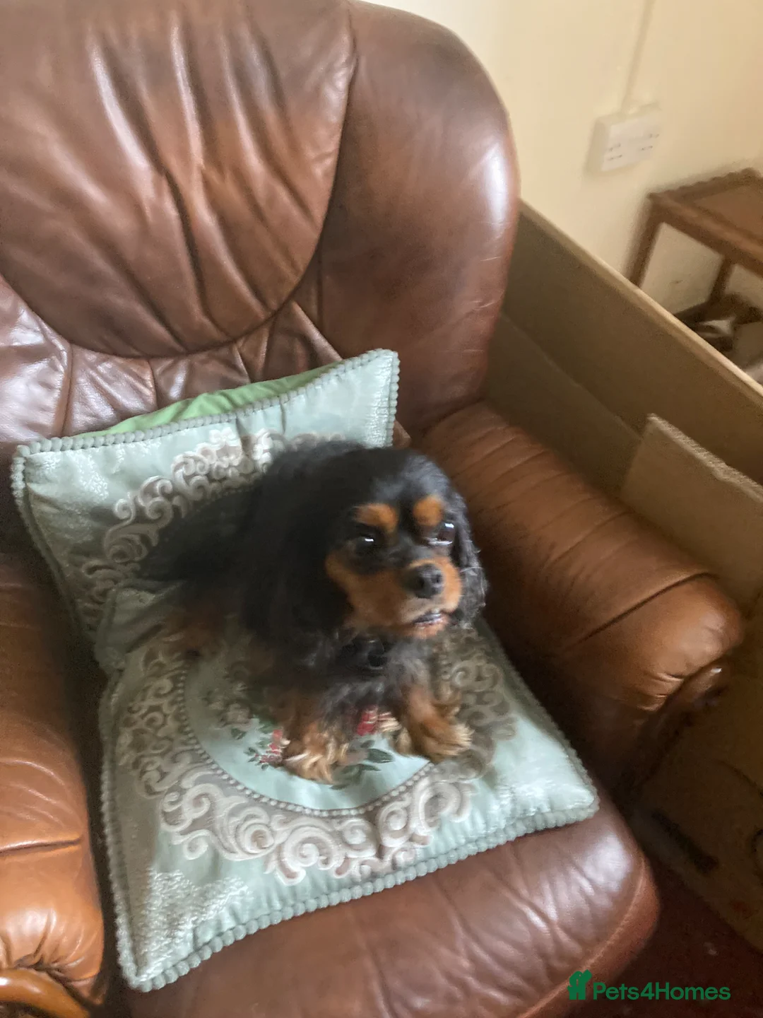 Mixed Breed dogs for sale: 3 lovely cava Jacks for sale  in Ipswich - Advert 1