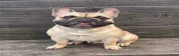 French Bulldog dogs for stud: Logie pedigree French bulldog  - Advert 10