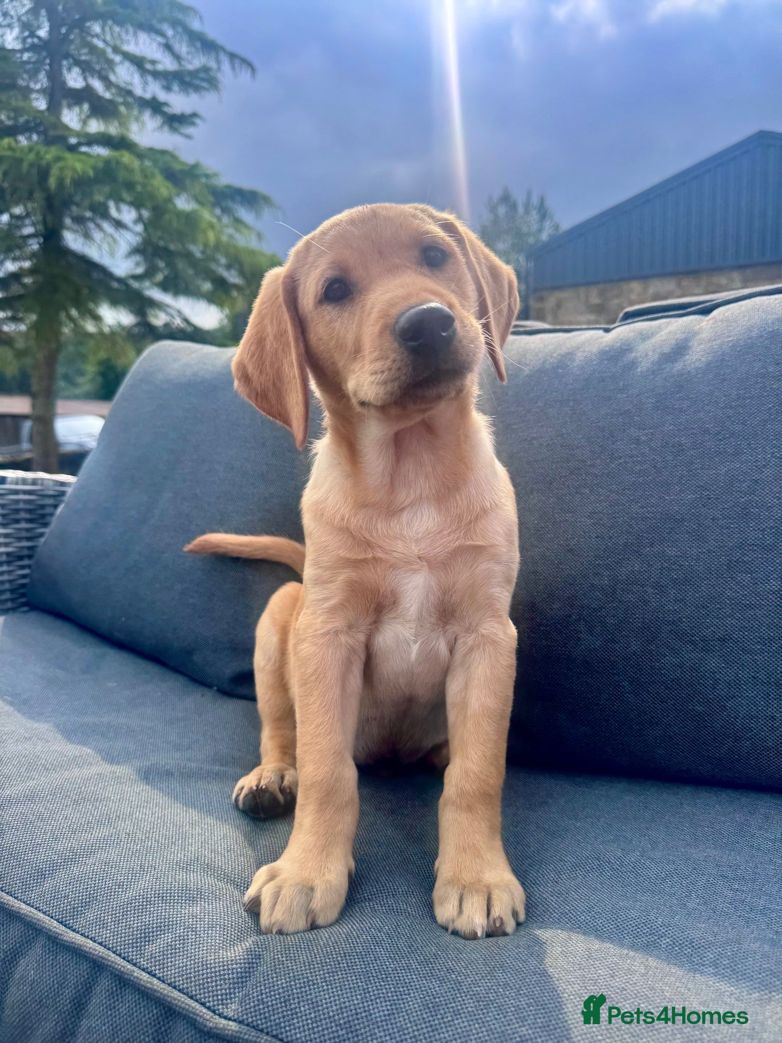 Labrador Retriever dogs 9 week old Labrador Dog puppy KC Reg  - Advert 2