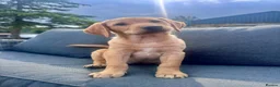 Labrador Retriever dogs for sale: 9 week old Labrador Dog puppy KC Reg  - Advert 1