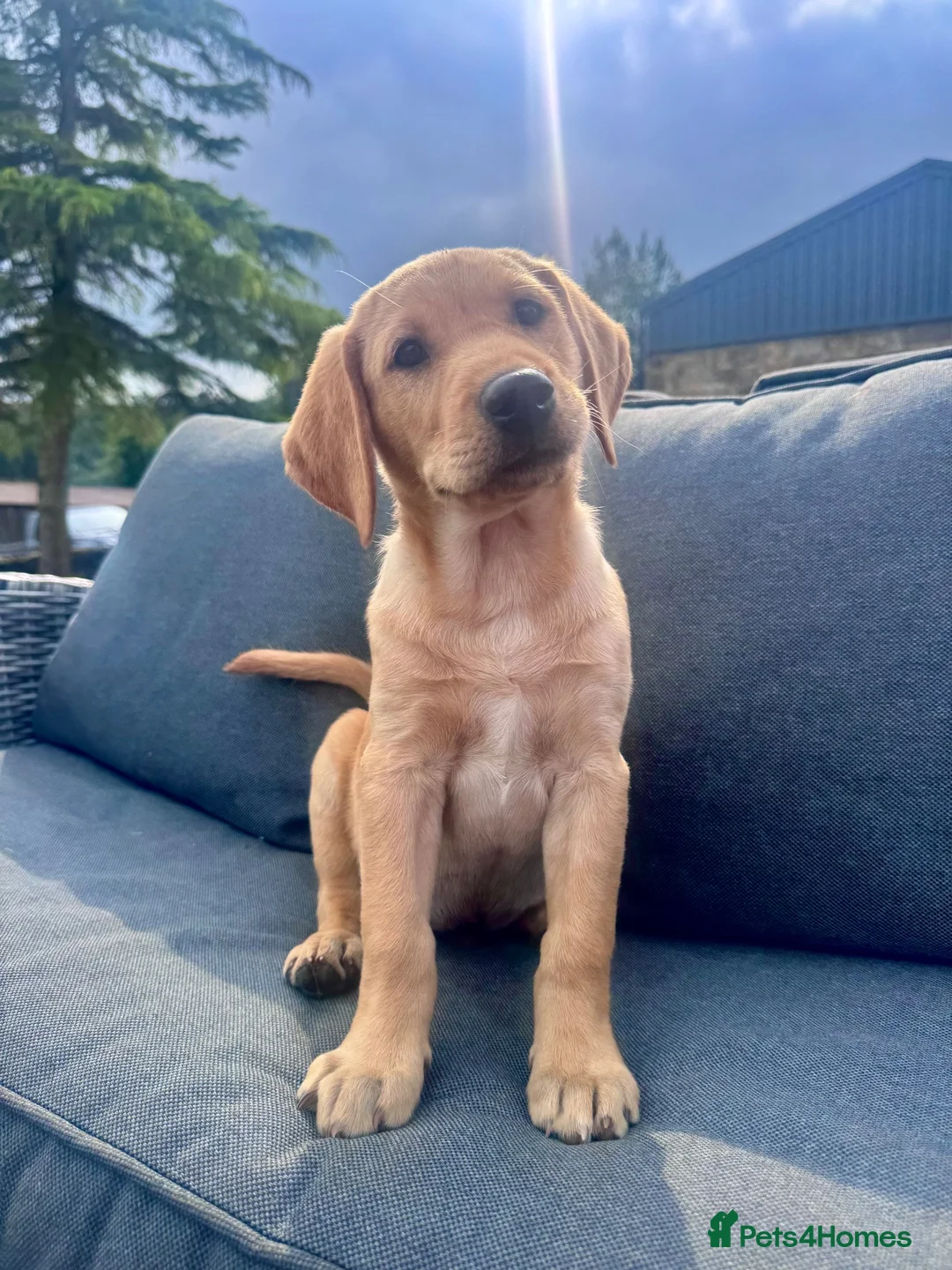 Labrador Retriever dogs for sale: 9 week old Labrador Dog puppy KC Reg  - Advert 1