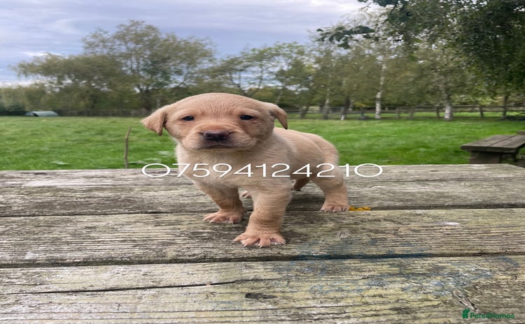 Labrador Retriever dogs - Advert 16
