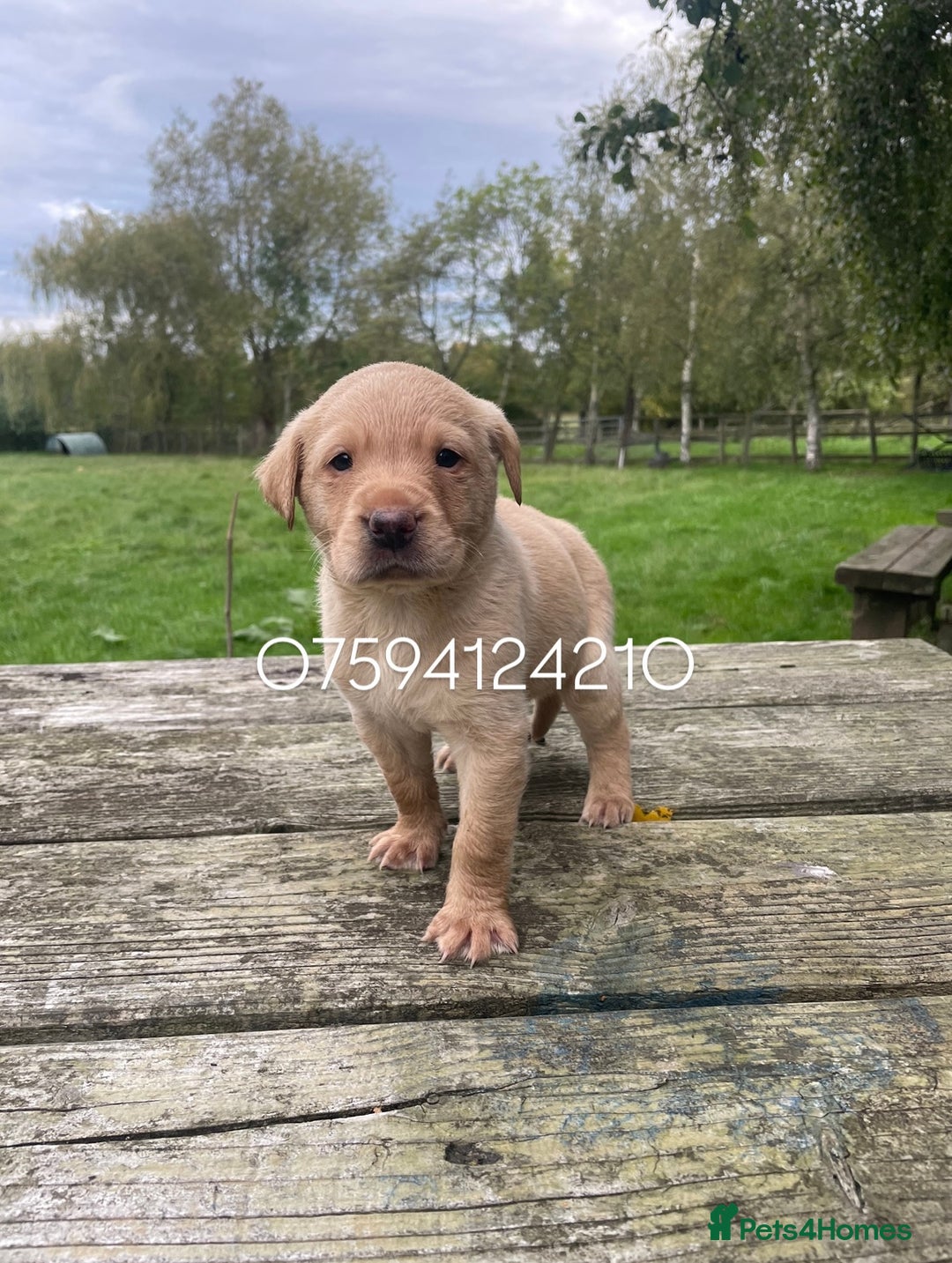 Labrador Retriever dogs for sale: 🐶 8 Gorgeous KC Labrador Puppy’s 🐶 - Image 1