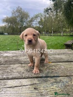 Labrador Retriever dogs - Advert 14