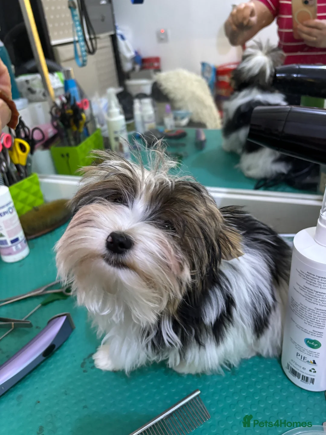 Yorkshire Terrier dogs for sale: Beautiful ned (pedigree name) - Advert 18