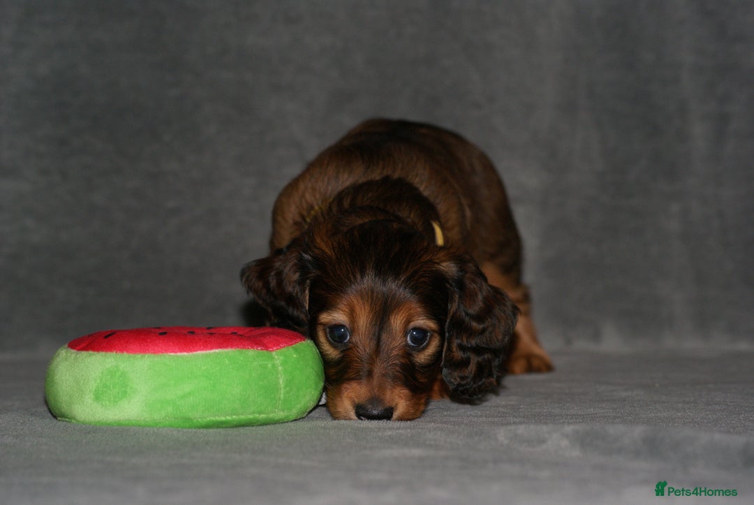 Miniature Dachshund dogs for sale: KC Registered Miniature Longhaired Dachshunds - Advert 6