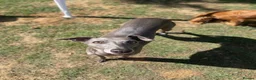Whippet dogs for sale: Two Beautiful Whippet girls remaining  - Advert 23