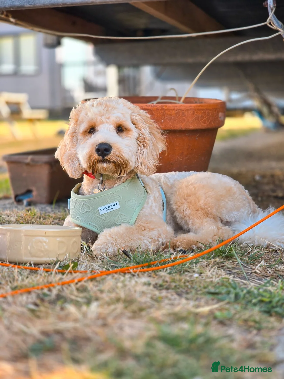 Cavapoochon dogs for sale: Daisy – Cavapoochon looking for her forever home - Advert 2